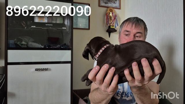 ЩЕНКИ КУРЦХААРА 1 месяц . УСПЕЙ ЗАБРОНИРОВАТЬ.