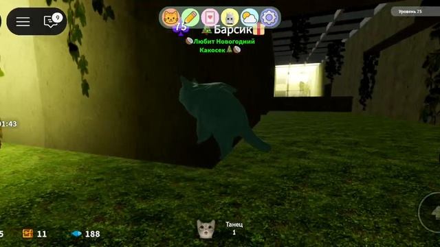 Обновление!Ищем новых котов! Рассказываю Как получить котов