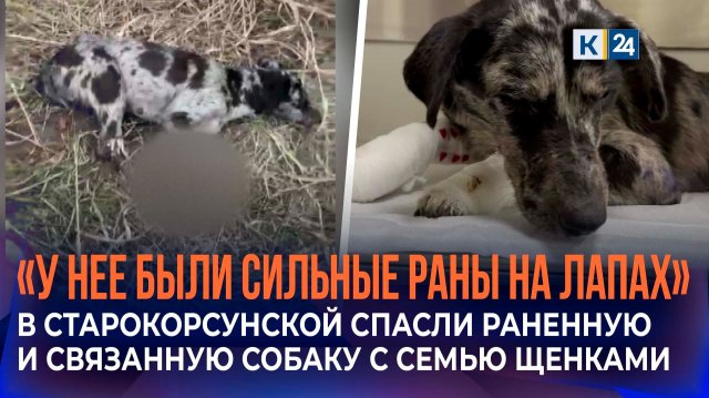 Израненную и связанную собаку с семью щенками спасли местные жители в станице Старокорсунской