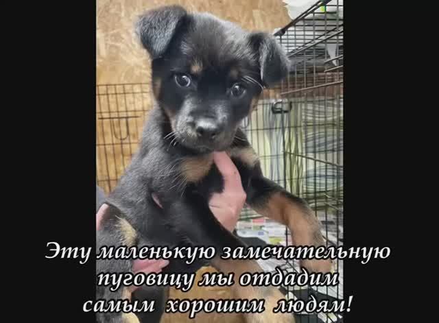 Эту маленькую замечательную пуговицу мы отдадим самым хорошим людям! Приют для животных