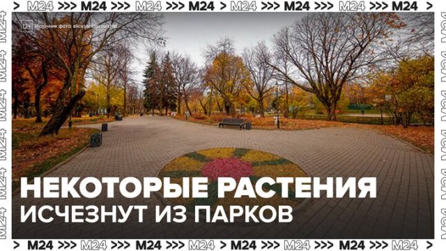 Инвазивные растения исчезнут из городских парков в Москве - Москва 24