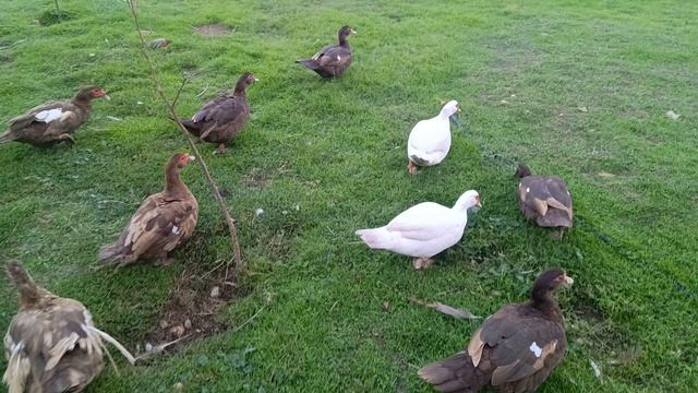 Мускусные утки "Крымский Тяж"