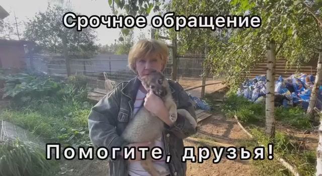 Срочное обращение! Помогите, друзья! Приют для животных