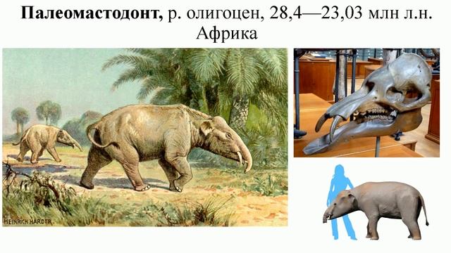 Разнообразие вымерших хоботных. палеонтолог Вадим Титов