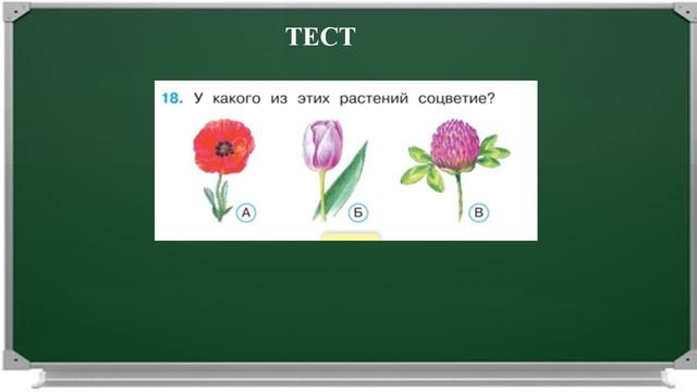 Комнатные растения
