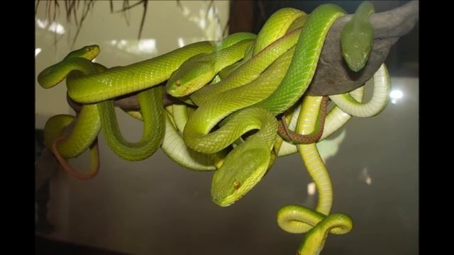 Аравийская песня ВАЛЕРИЙ ОБОДЗИНСКИЙ  @sinegorkargin