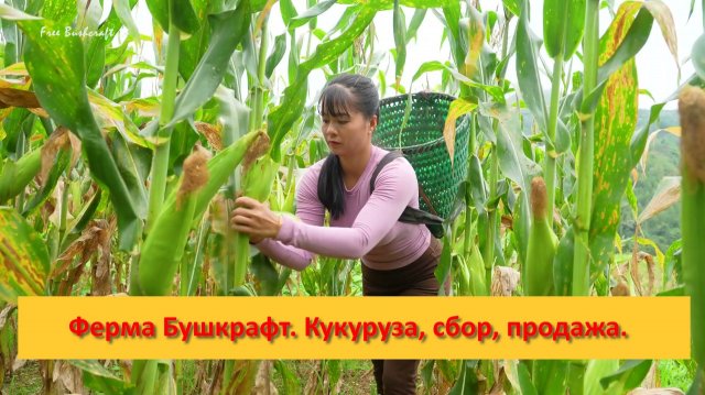 Ферма Бушкрафт в Пханге. Вьетнам.  Кукуруза, сбор, продажа.