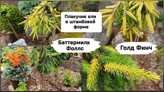 Плакучие ели в штамбовой форме.Ель сербская Баттермилк Фоллс, ель обыкновенная Голд Финч.