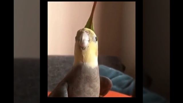 #приколы #видеоприколы #юмор #ржака