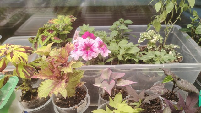 16 ноября 2025г. Дачные дела за неделю и обзор огорода на подоконнике.