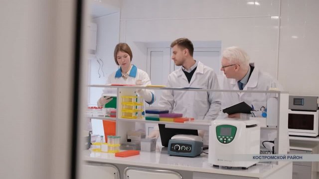 Для улучшения показателей Костромской породы КРС