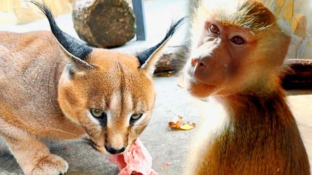 Хороводов не ждите, Люся ВЗРОСЛЕЕТ!Самый ЛУЧШИЙ день- ДЕНЬ СУРКА!Рокки и каракал СКУЧАЛИ по курочке!