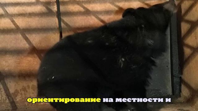 Пришедший в школу медведь напугал детей в Приморском крае