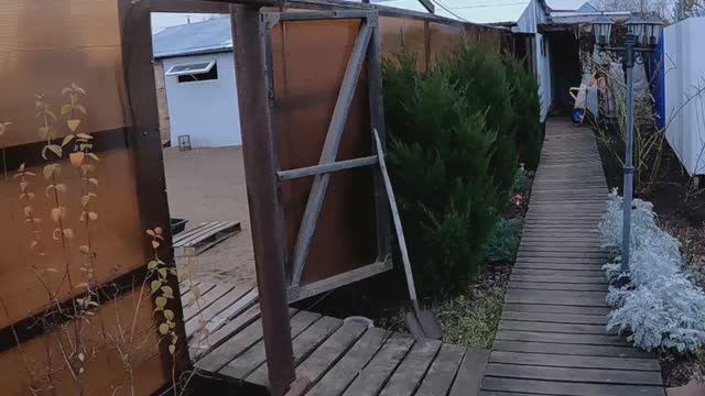 Ежевика осенью. Последние штрихи. Сад -огород