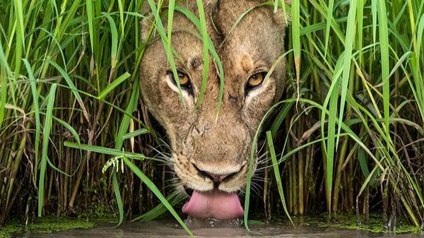 Животные в ПРИРОДЕ под РАССЛАБЛЯЮЩУЮ музыку