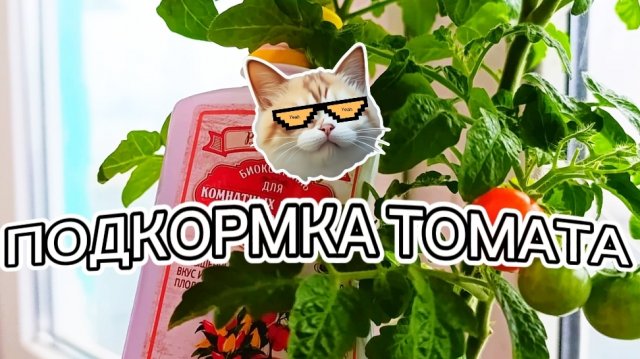 Подкормка томата биококтейлем, зимний огород на подоконнике, зимний сад