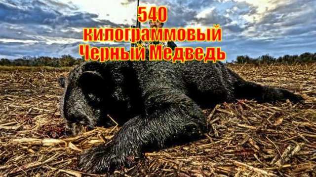 540 килограммовый Черный Медведь из Северной Каролины