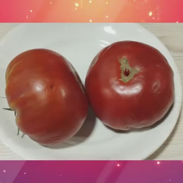 Томаты, устойчивые к фитофторе