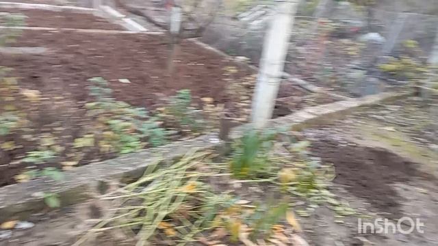 ✅Работаю в огороде. Пересадила персик. Кушаю малину. 17.11.25