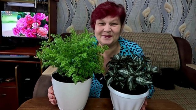 Этот ЦВЕТОК  должен быть в вашем доме!! НЕОПИСУЕМАЯ КРАСОТА!! Пилея Спруса и Мелколиственная!!