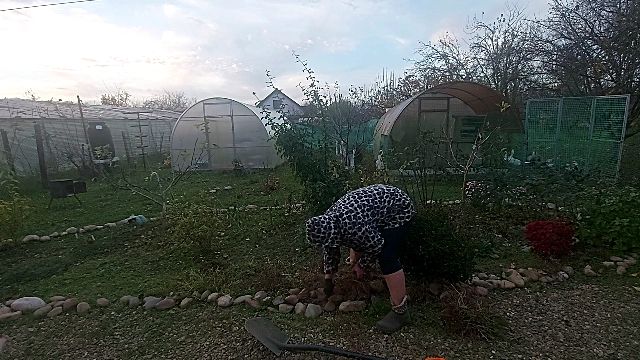 До работы - в баню. Посадила тюльпаны в сырую землю...Чья собака?