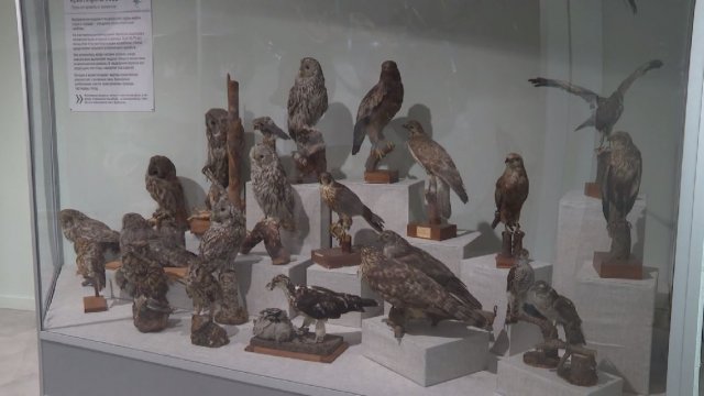 Новые постоянные экспозиции открылись в череповецком Доме природы