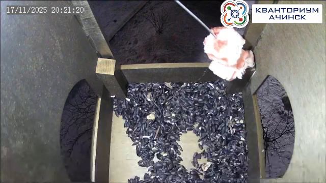 КВАНТОРИУМ АЧИНСК | Прямая трансляция из скворечника