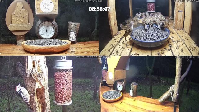 Онлайн кормушка для птиц. 18 ноября 2025 года. г. Калуга