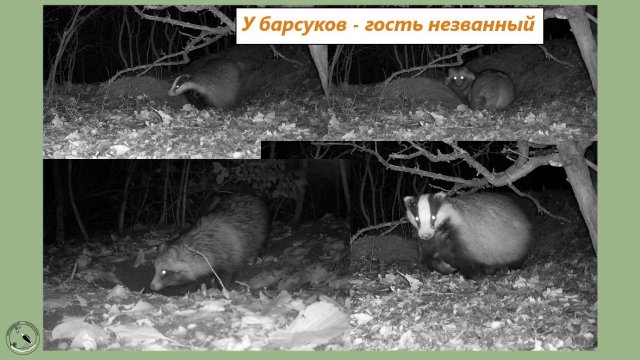 У барсуков, похоже, появился сосед - енотовидная собака. Или просто погостить залезла?