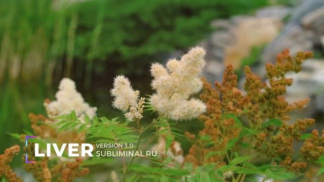 Печень. Версия 3.0 [ NEW ]. Исцеление печени. Скрытые аффирмации. Саблиминал.