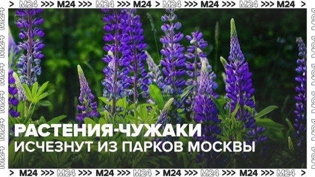 Растения-чужаки исчезнут из парков Москвы