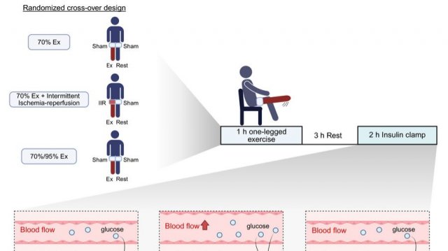 Переписывая правила тренировок - интермиттирующая ишемия/реперфузия