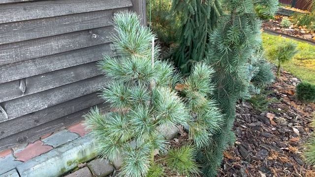 Pinus koraiensis Ussuri