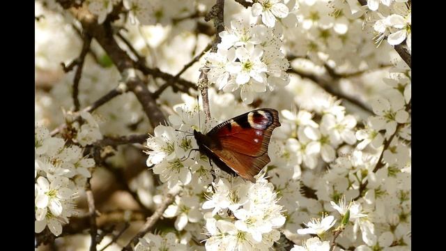 Спокойная Музыка для сна, расслабления, снятия стресса и медитации дзен релакс