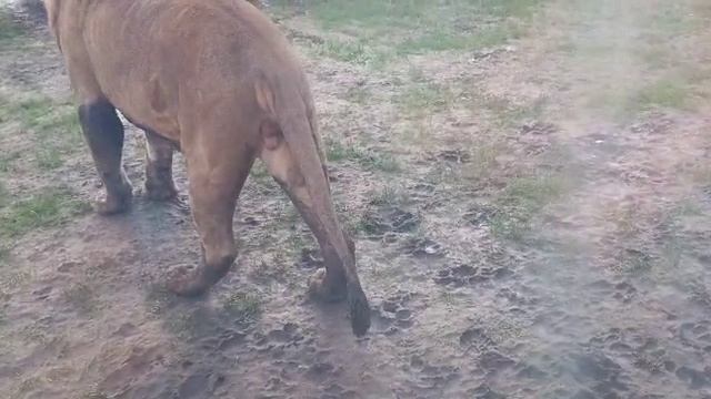 HMMZ6173 Видео от опекуна Светланы 18.11.2025