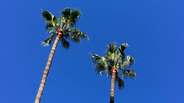 Пальмы и море 🌈 Отдых и пляж ⛱️ Радость и счастье под музыку для души и отдыха 😊