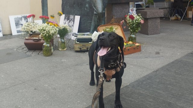 Музей Псов @ Моя Жизнь Кино