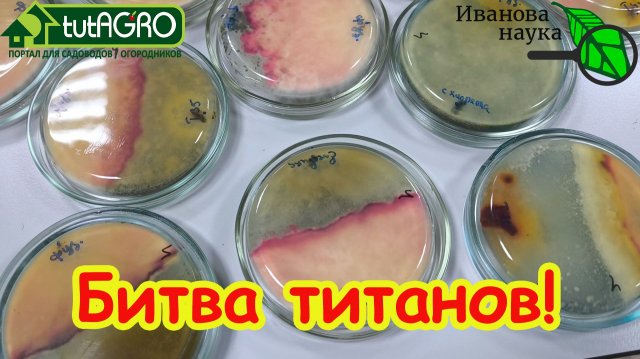 ТРИХОДЕРМА - БЕСПОЛЕЗНАЯ ТРАТА ДЕНЕГ? Открытие правды о Триходерме для огорода.