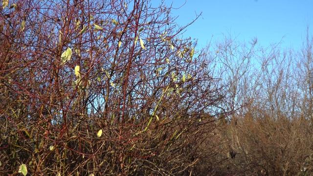 золото осени пос. Репино