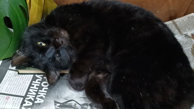 Болталка о том о сём