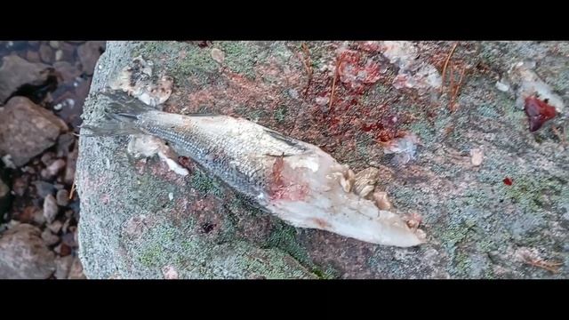 Рыбалка 2025 с элементами командировки.
В даль  далёкую...