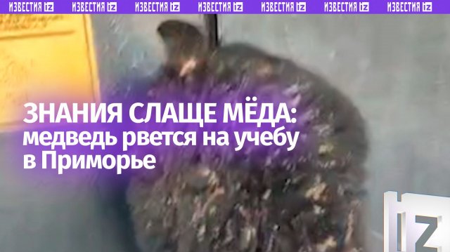 Гималайский медведь напал на школу в Приморском крае