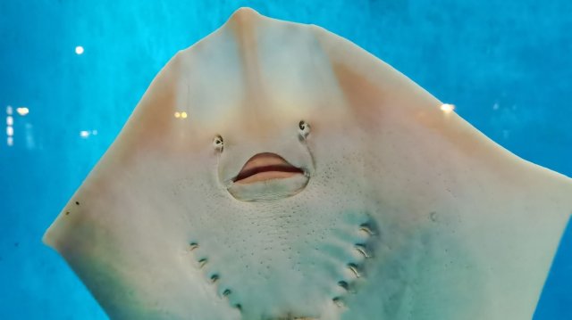 Морской скат морепродукты Корея