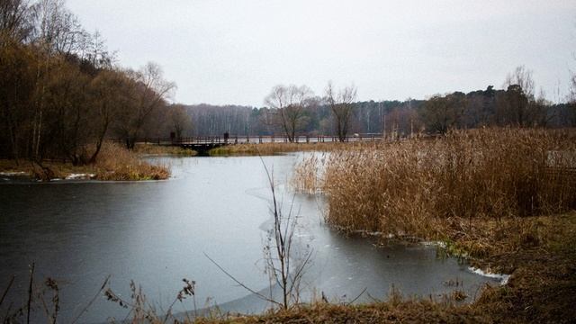 Ученые нашли в московских прудах токсичные штаммы цианобактерий
