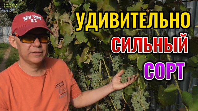 Вот чем меня приятно удивил этот сорт винограда: морозостойкий сорт винограда Вардува 🍇