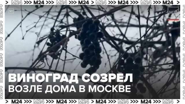 Виноград созрел возле дома на Ленинградском проспекте в Москве - Москва 24