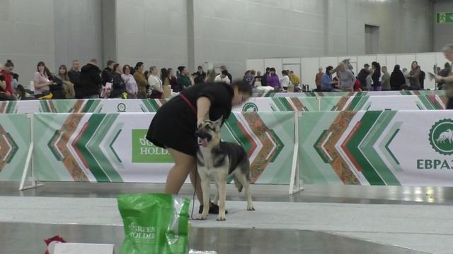 Бойкая Стая Волшебница