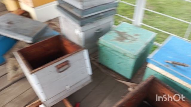 Пересаживаю из дерева ,в пеноулик.