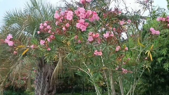 Абхазия ГАГРА  ПО набережной со мной. Приглашаю вас. UMAPO**УДАЛЯЙ НЕ УДАЛЯЙ**Отлично👍👏😆....