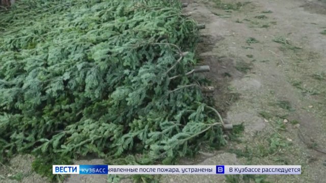 Первые новогодние ёлки из Кузбасса отправились в Казахстан